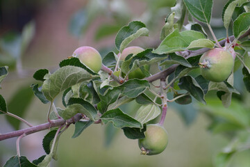 Branch with ripening apples at sunset close-up