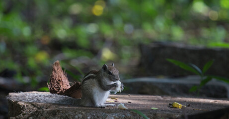 Squirrel eating free in the forest