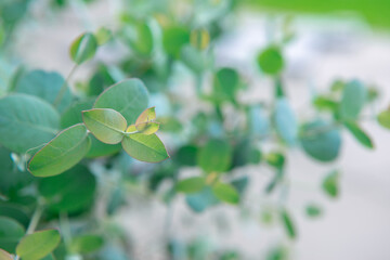 Close up photo of fresh eucalyptus leaves of gunnii bush
