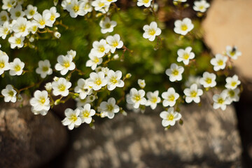 Садовый цветок камнеломка белая в камнях