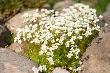 Садовый цветок камнеломка белая в камнях