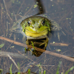 Frog
