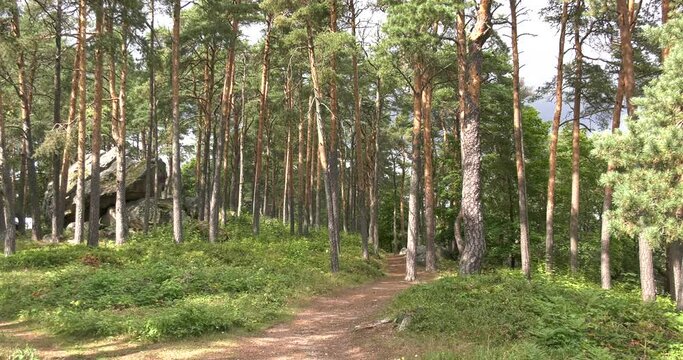 4K high quality video footage of forest above medieval Porvoo old town on river Porvoonjoki, area 50 km east of Helsinki, capital of Finland in northern Europe