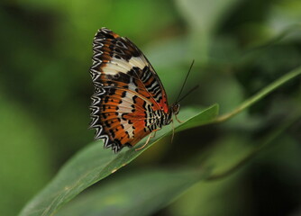 A beautiful butterfly sits on a green sheet of wood.