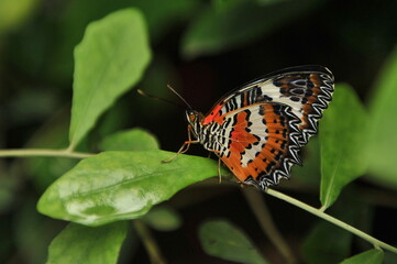A beautiful butterfly sits on a green sheet of wood.