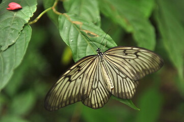 A beautiful butterfly sits on a green sheet of wood.