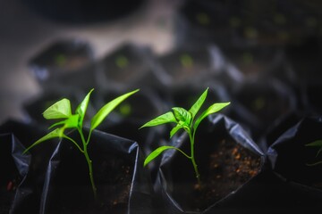 Closeup of chilli trees