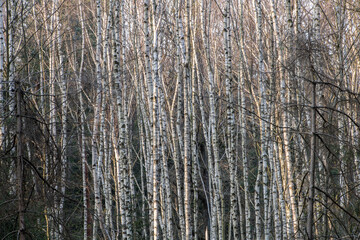 Obraz premium Hintergrund aus Birkenwald