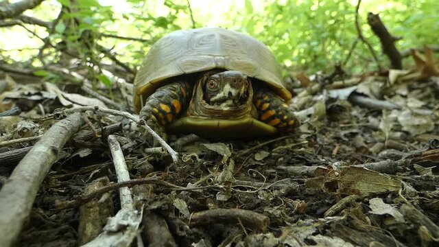Box turtle walking through Ozarks forest