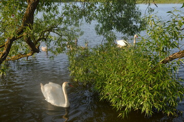 swan on the lake