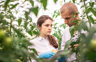 Obraz premium Scientists check the seedlings in the greenhouse. View through plants. Check in the tablet