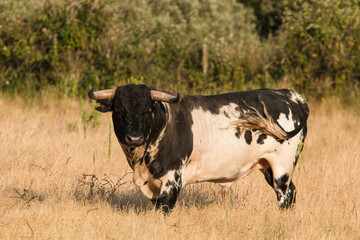 Portuguese wild bulls herd in the prairie with brown bulls, black and white bulls and black bulls