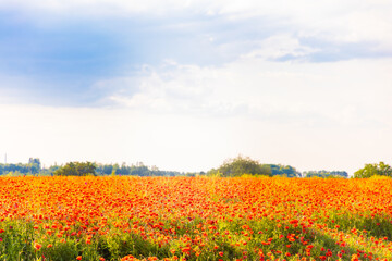Fototapeta na wymiar Field of Poppy Flowers blooming in Spring, Czech republic