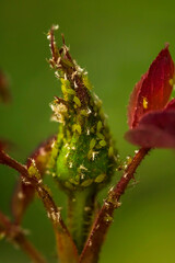 Green aphid on a rose bud. Green rose bud close-up. Dark red rose leaves. Parasites on the bud and leaves. Macro photo. Small details close-up.