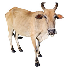 Cow isolated on white backround