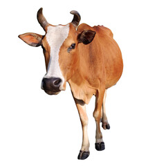 Cow isolated on white backround
