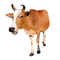 Cow isolated on white backround