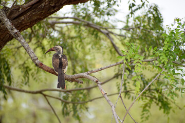 Hornbill bird in Kruger National Park, South Africa.