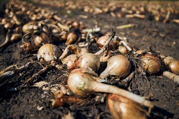 Ripe onions in a rows on field