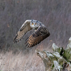 Eurasian Eagle Owl (Bubo bubo) pictured flying above a meadow