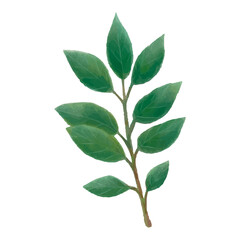 Watercolor laurel green leaves vector