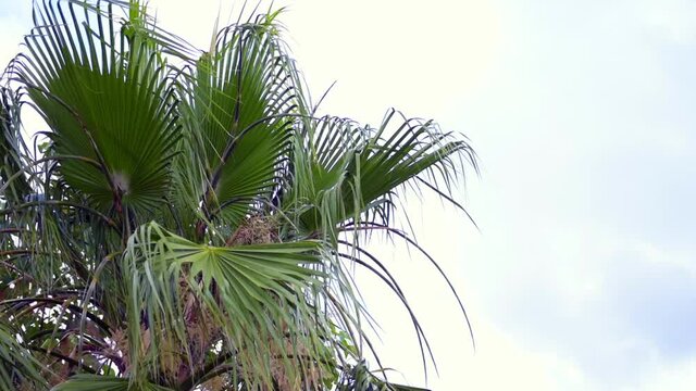 palms moving in the wind