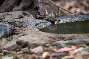 Himalayan striped squirrel