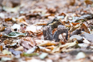 Himalayan striped squirrel