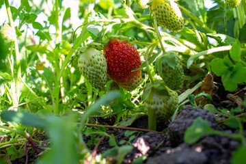 Strawberry berries on a Bush in the garden in spring. Bottom view.