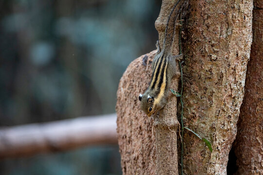 Himalayan striped squirrel