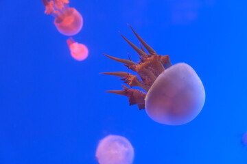 close up one red jellyfish swim in pure blue ocean water