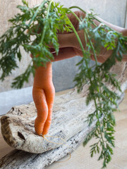 carrot as a sexy female held in the hand with their leaves in front out of focus