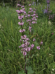 Naklejka premium pink flower of salvey
