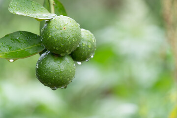 Green limes tree in the garden.Green Limes are excellent source of vitamin C.Green organic lime citrus fruit hanging on tree.Close up green lime after rain