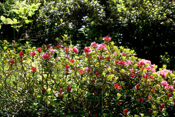 Cespuglio di rododendro rosso illuminato dal sole