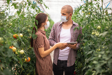 Modern technologies in farming. Young scientists working on a tomato greenhouse farm. Compare the...