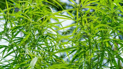 Marijuana leaves, cannabis on a bright background, beautiful background, Natural outdoor Tropical region asia.