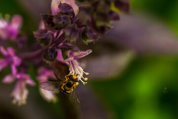 A bee on a lilac flower. Macro photo. Violet petals and yellow flower stamens. Yellow pollen of a flower on the body of a bee. A bee pollinates a flower. Bee wings, paws, head and body texture