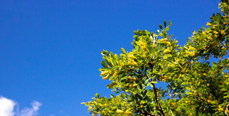 A branch of acacia. a tree with bright yellow flowers against a blue sky on a Sunny spring day