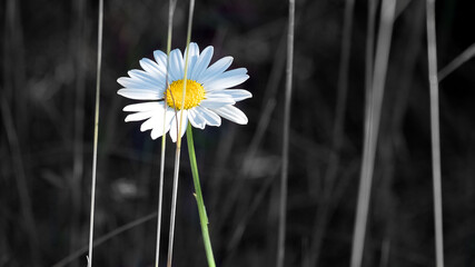field flower