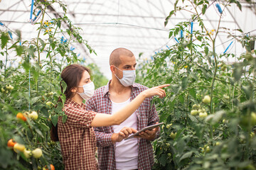 Modern technologies in farming. Young scientists working on a tomato greenhouse farm. Compare the...