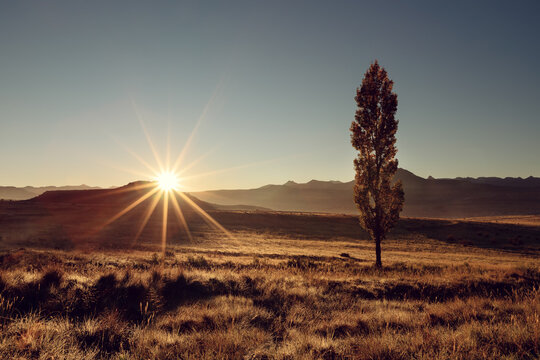 Landscape with a lone tree and the sun rising behind over mountains