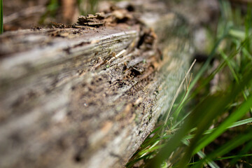 A dry log in the grass, on which large ants crawl. Rotten, old log