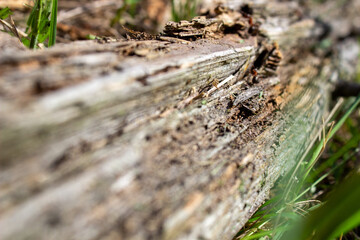 A dry log in the grass, on which large ants crawl. Rotten, old log