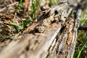 A dry log in the grass, on which large ants crawl. Rotten, old log