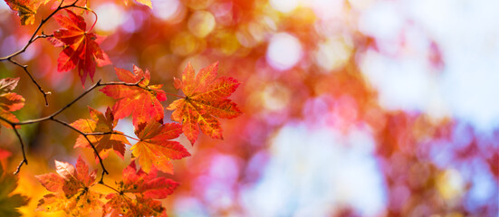 Red maple leaves in autumn season Background 