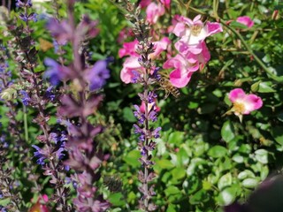 Biene sitzt auf Lavendel