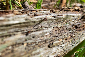 A dry log in the grass, on which large ants crawl. Rotten, old log
