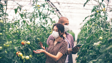 Modern technologies in farming. Young scientists working on a tomato greenhouse farm. Compare the data in the tablet. Work on an organic farm. In protective masks