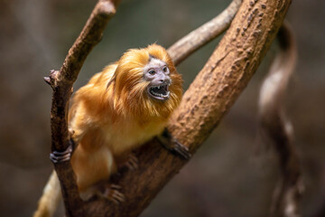 Löwenkopfäffchen brüllt